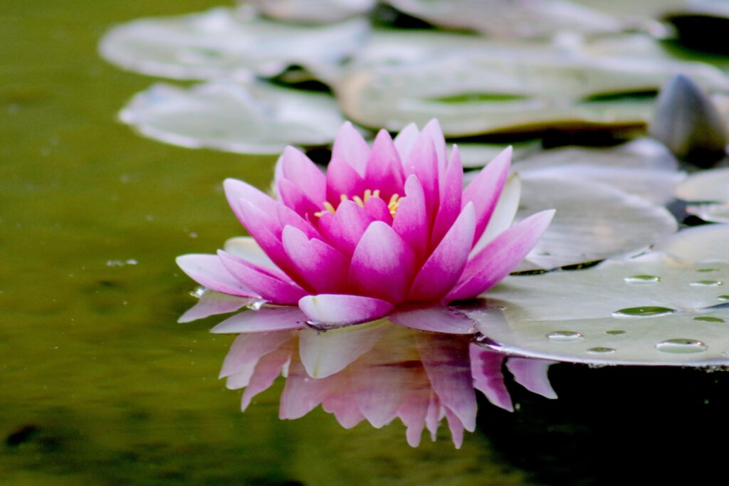 pexels-photo-539694-539694 Close-up of a vibrant pink lotus flower reflecting on a tranquil pond surface.