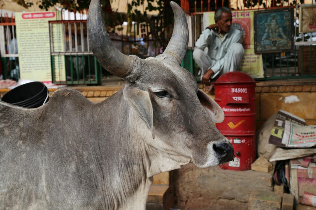 Close-up of Guzerat cattle in an urban Indian street setting with a man sitting nearby.