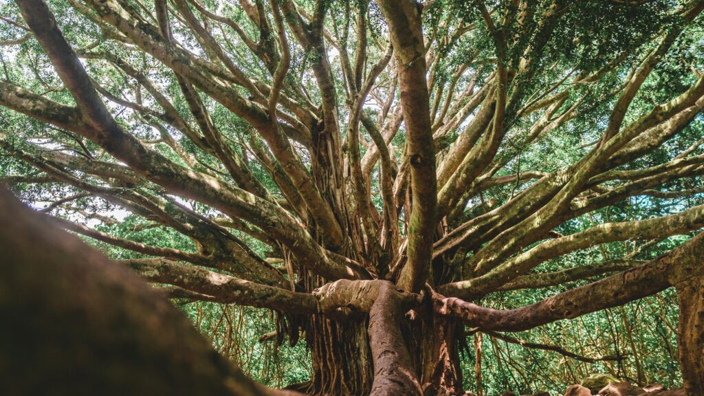 Close-up shot of a large banyan tree with extensive branches, showcasing natural growth and vitality.