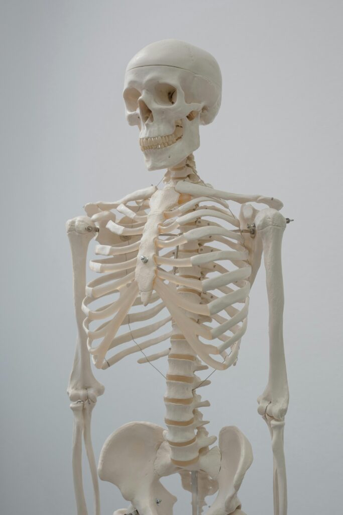 Detailed human skeleton model used for educational and scientific purposes.